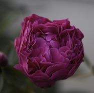 R5X_5050-14-topaz-1.3.4-Final-JPG-Watermark.jpg