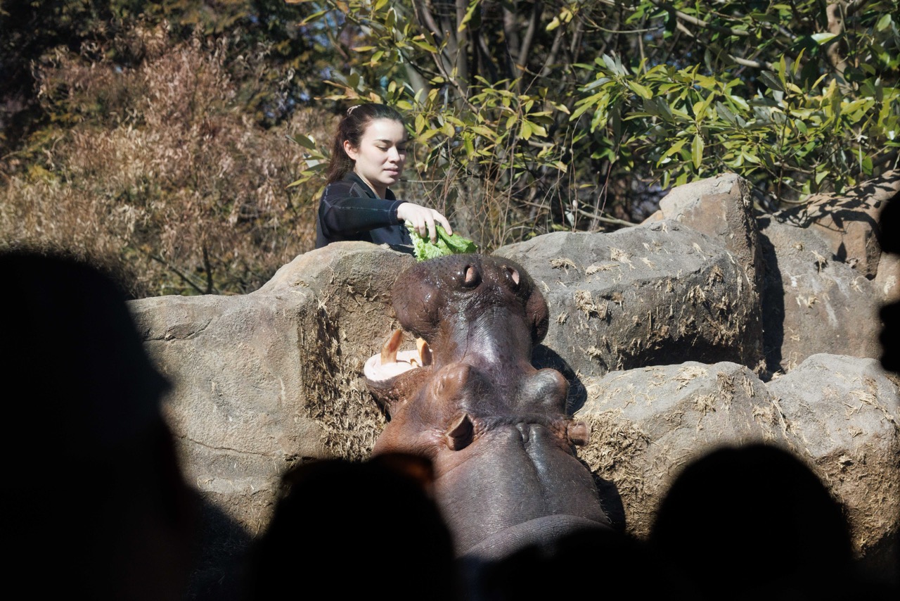 It's all about the hippos!  Snack time!