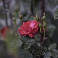 R5X_5055-19-topaz-1.3.4-Final-JPG-Watermark.jpg