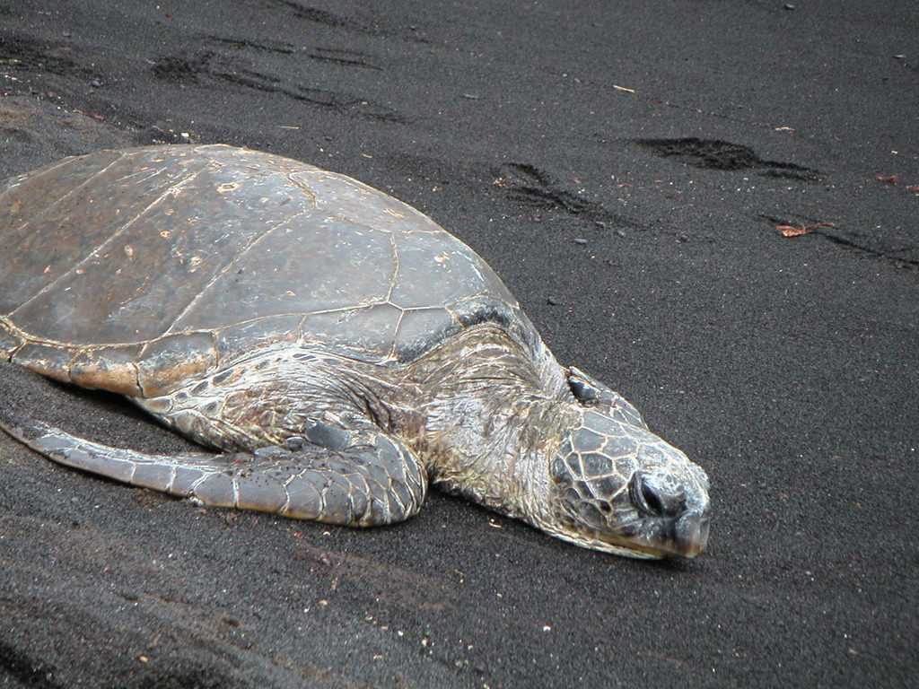 Green Sea Turtle