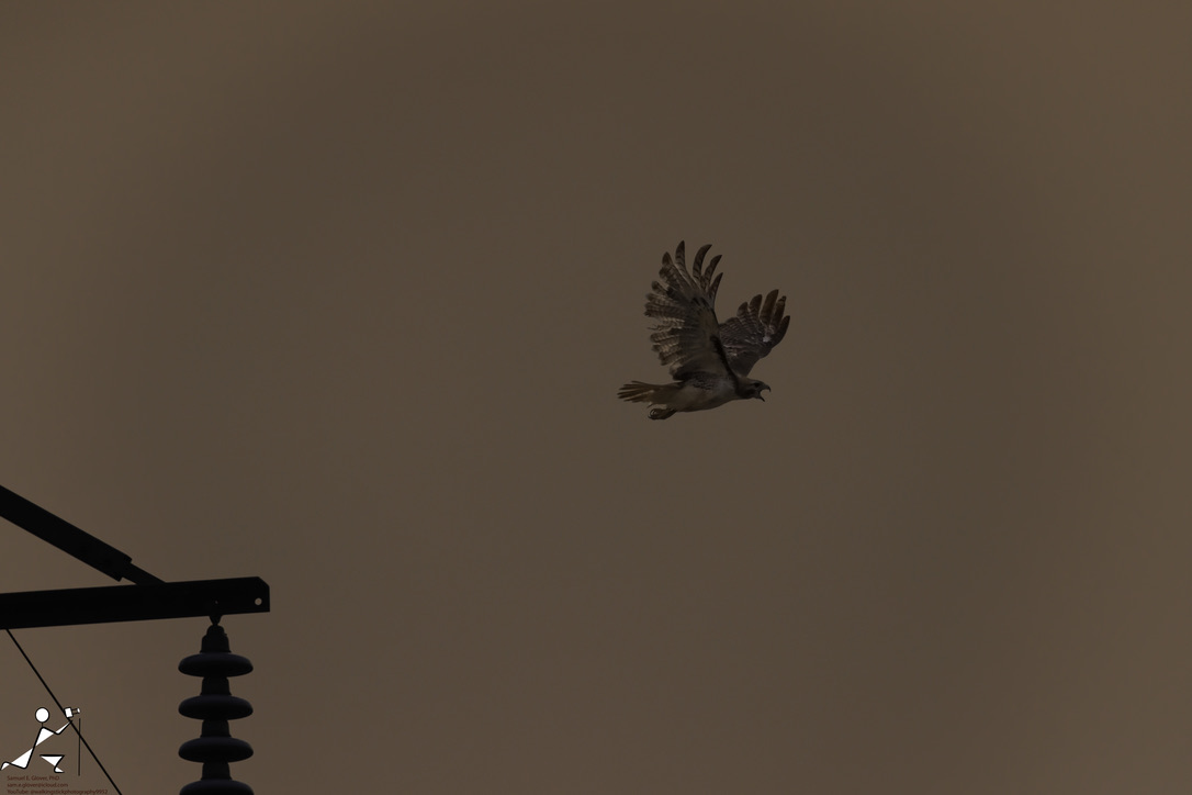 Screaming Hawk