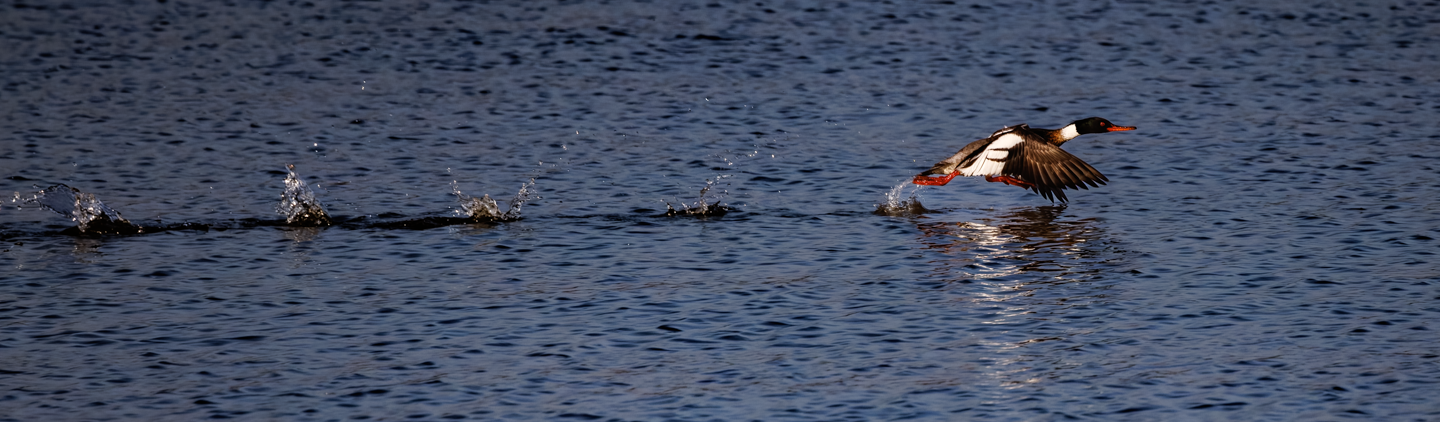 red breasted mersanger running on water to get up speed to take-off from lake